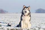 ALASKAN MALAMUTE 092
